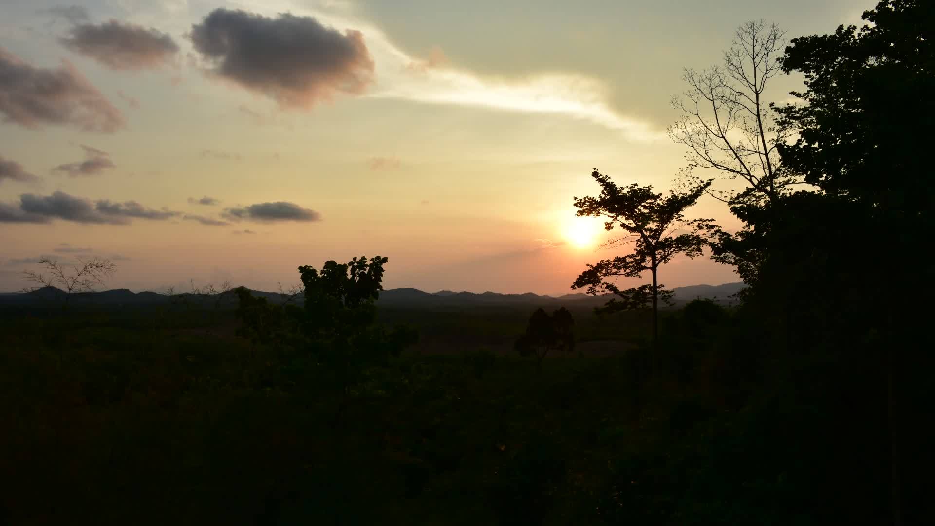 晚上在橡树种植园的日落天空中maorayong树影视频的预览图