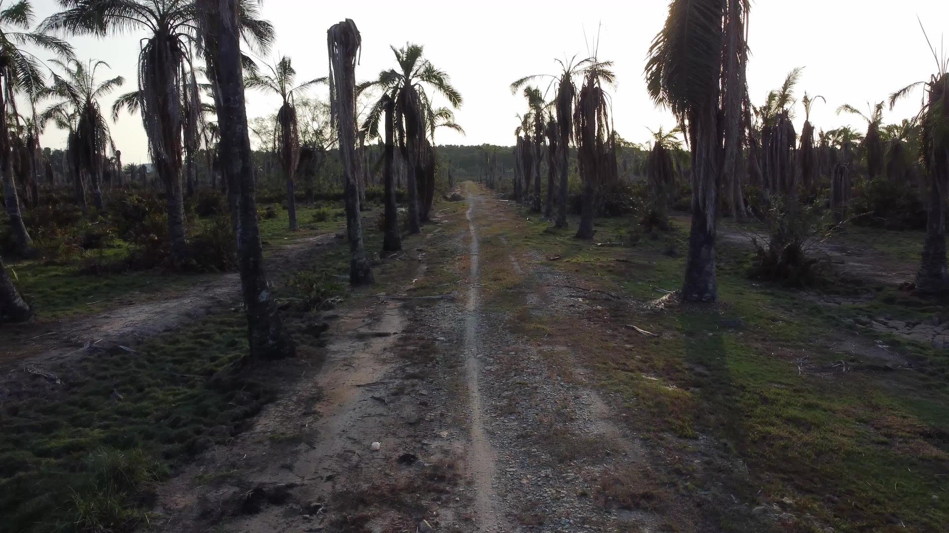 在死油棕榈树的农村地区移动视频的预览图