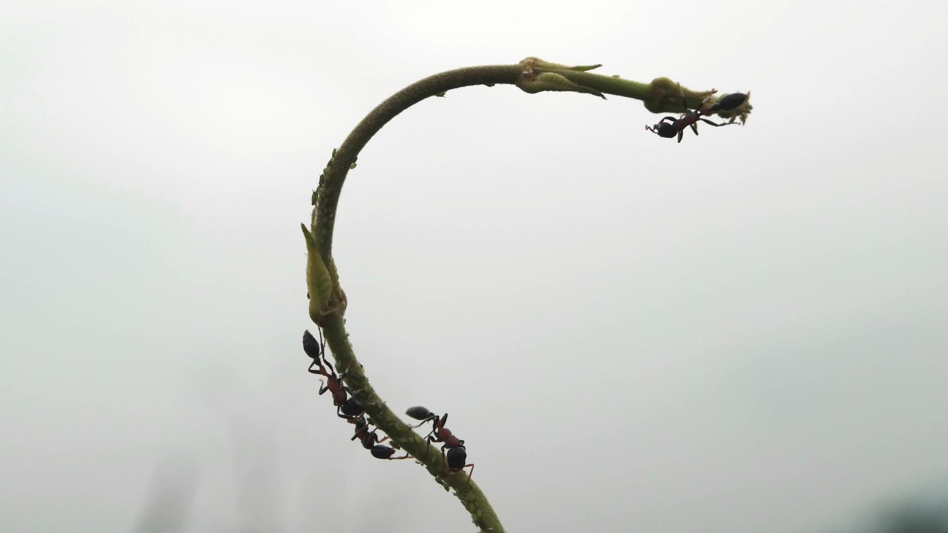 火蚁在植物上的轮廓视频的预览图