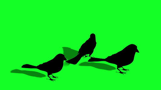 鸟类和麻雀正在飞行环形绿屏视频的预览图