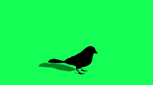 鸟类和麻雀正在飞行环形绿屏视频的预览图