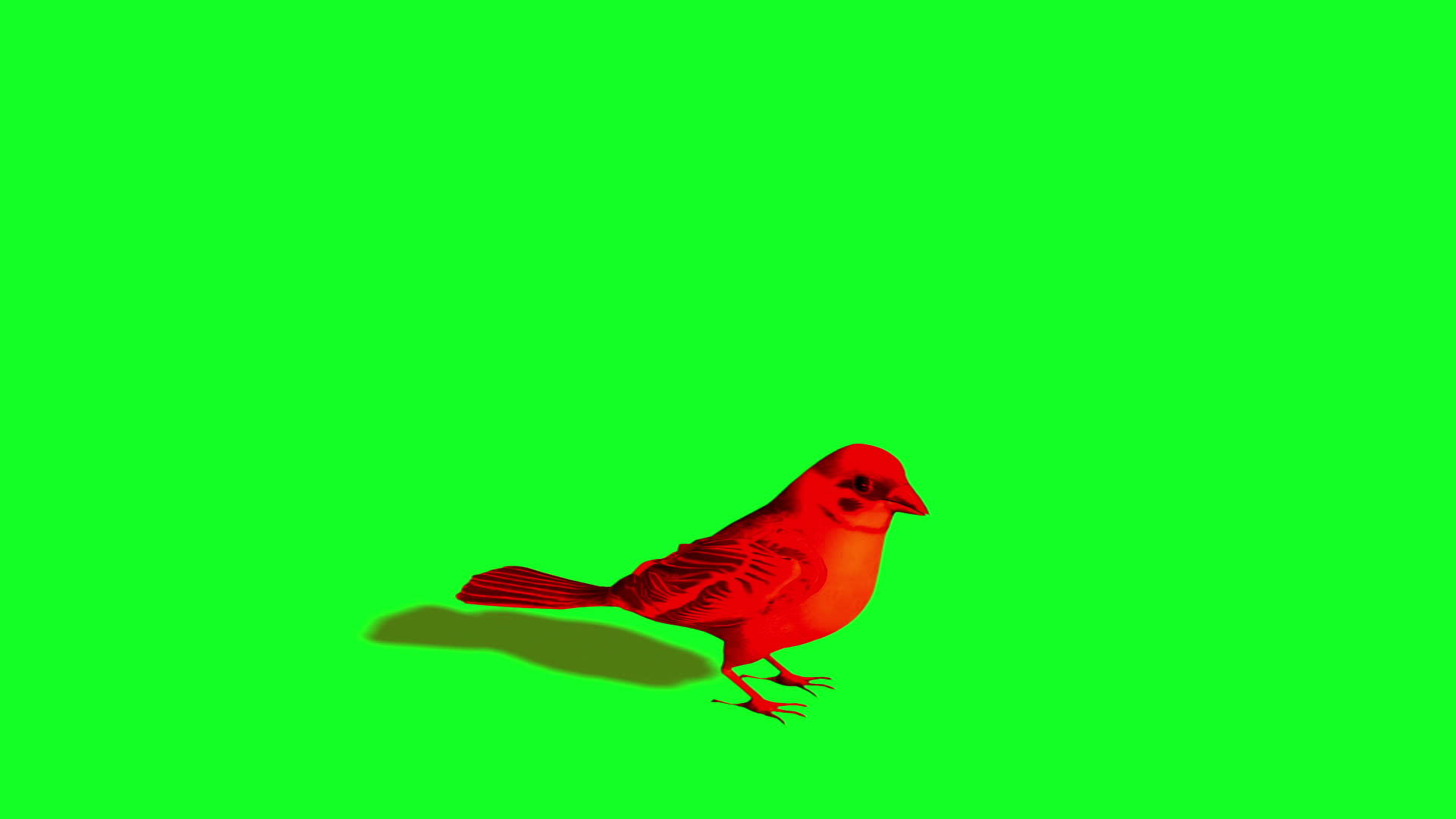 鸟和麻雀在空闲中飞翔绿色的屏幕视频的预览图