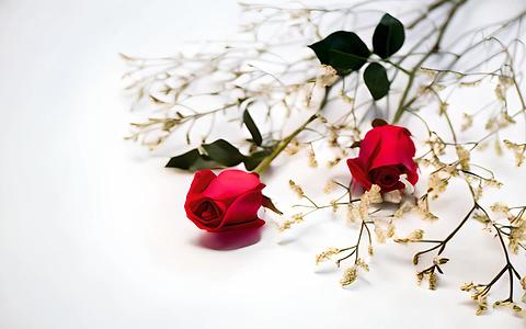 浪漫玫瑰视频的预览图