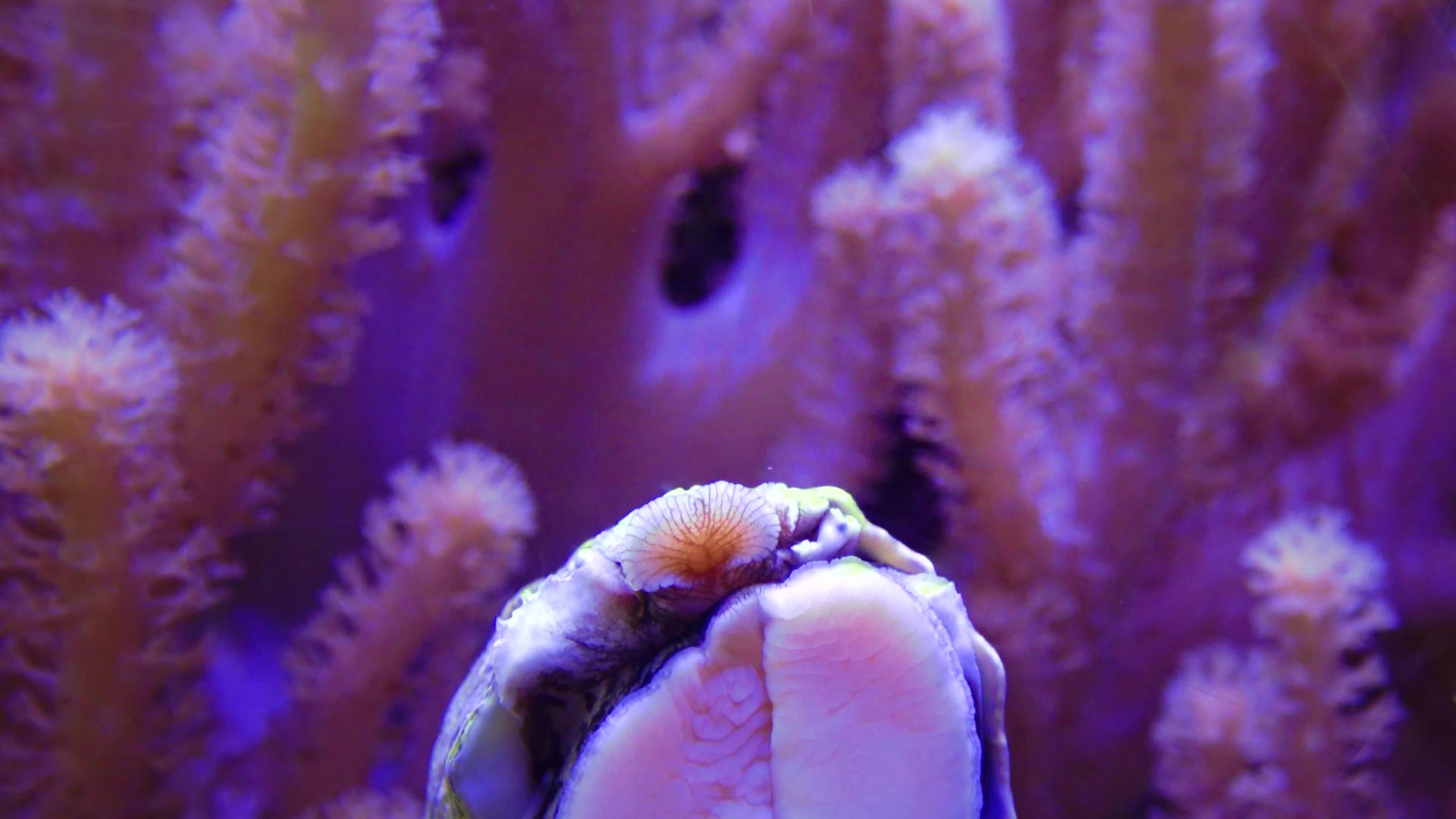 软体动物在海洋水族馆的玻璃上攀爬探索水族馆卡门新球衣视频的预览图