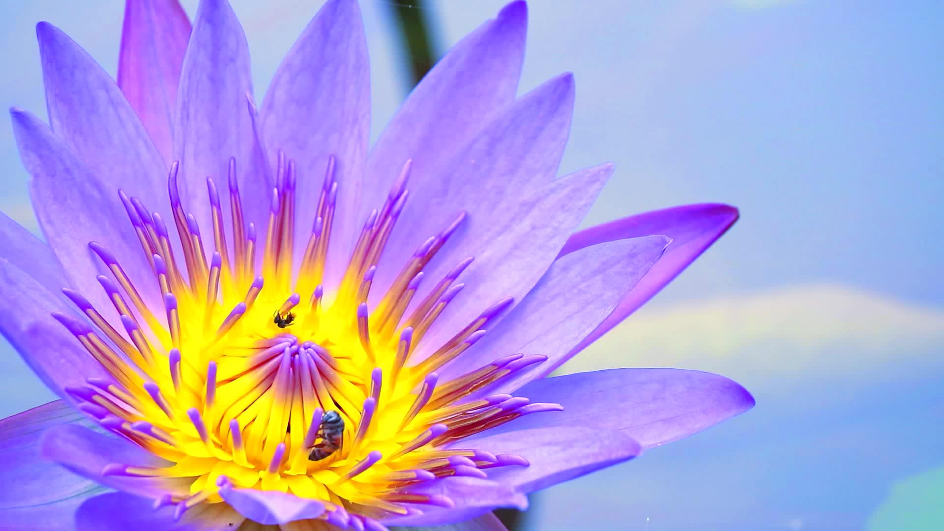 蜜蜂在浅紫色莲花的花粉上找到甜蜜的蜜蜂在池塘里开花视频的预览图