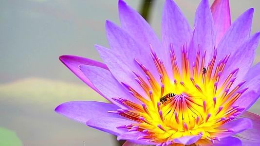 蜜蜂在紫莲花的花粉上找到甜蜜的蜜蜂在池塘里开花视频的预览图