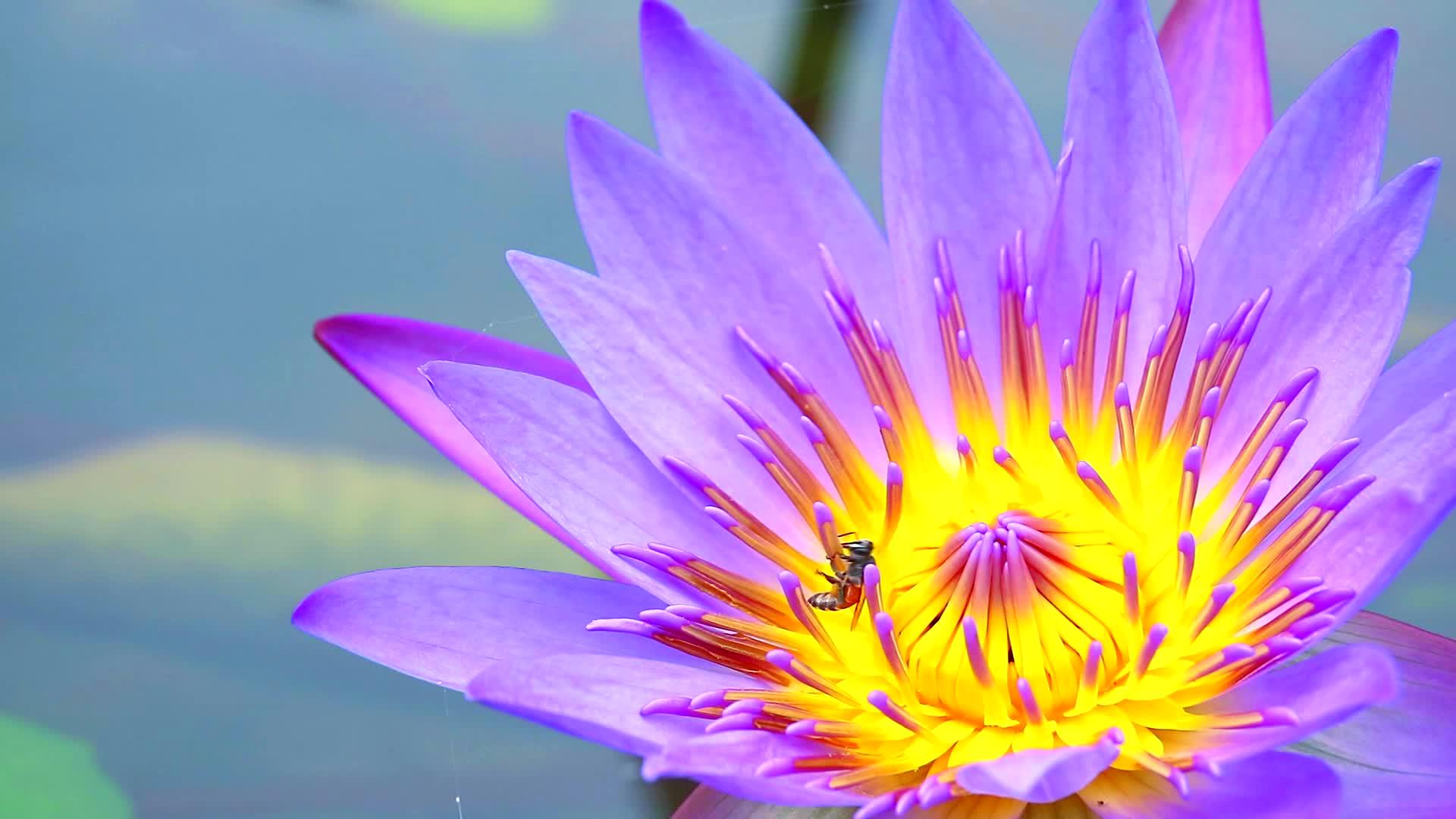 在湖中盛开的粉红色莲花粉中蜜蜂发现了甜味视频的预览图