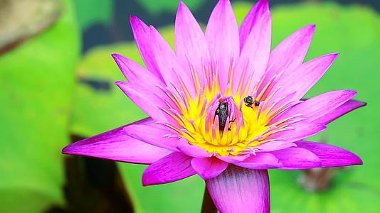 蜜蜂在池塘里盛开的淡粉色莲花粉上发现了甜味视频的预览图