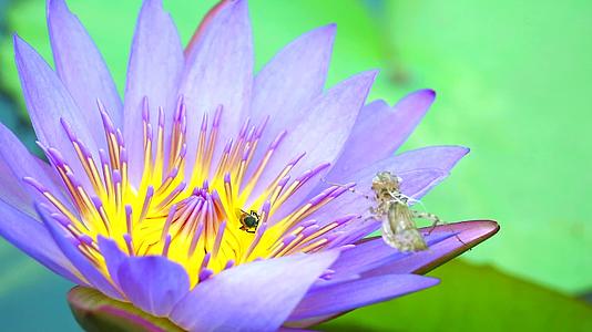 在池塘里盛开的淡紫色莲花粉和叶子上的昆虫污渍上发现视频的预览图