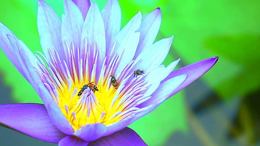 蜜蜂在浅紫色莲花的花粉上找到甜蜜的蜜蜂视频的预览图