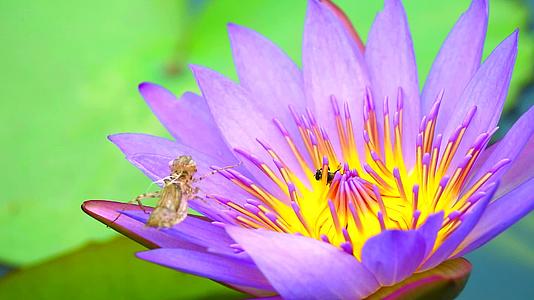 蜜蜂发现荷花粉和叶子上的昆虫污渍在池塘里很甜视频的预览图