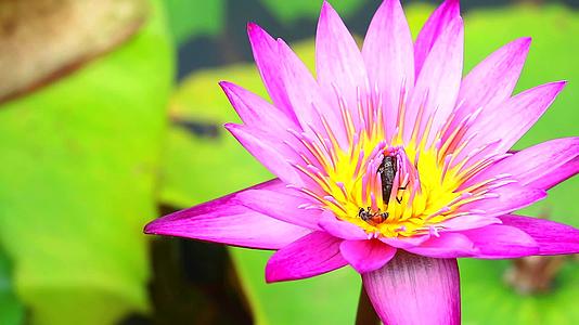 蜜蜂发现池塘里盛开的粉红色莲花粉非常甜视频的预览图