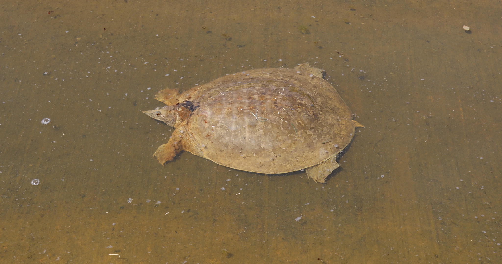 软壳海龟在水中视频的预览图