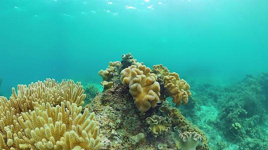 世界珊瑚礁邦格莱奥菲利平斯视频的预览图