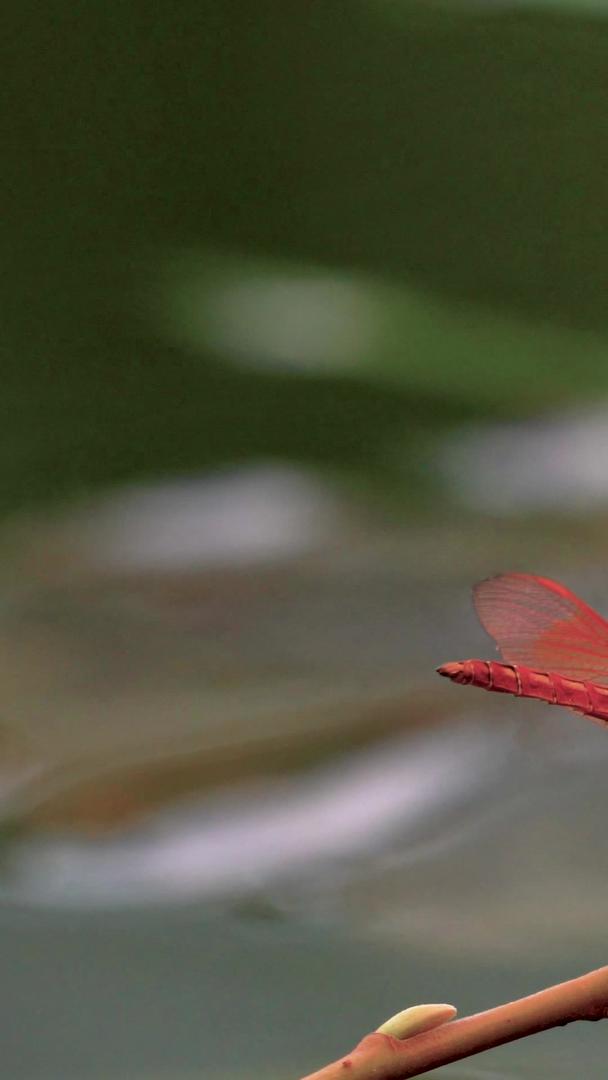 夏季荷塘矗立在枝头的蜻蜓视频素材视频的预览图