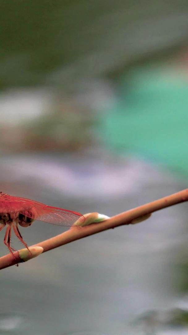 夏季荷塘矗立在枝头的蜻蜓视频素材视频的预览图