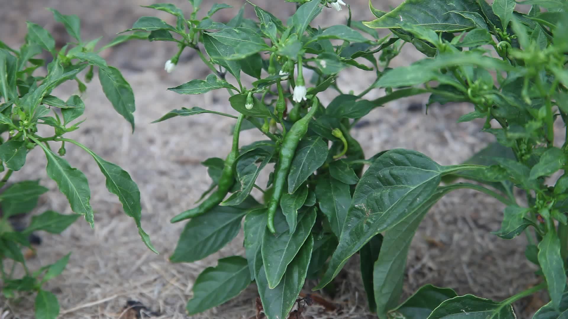 青椒植物视频的预览图