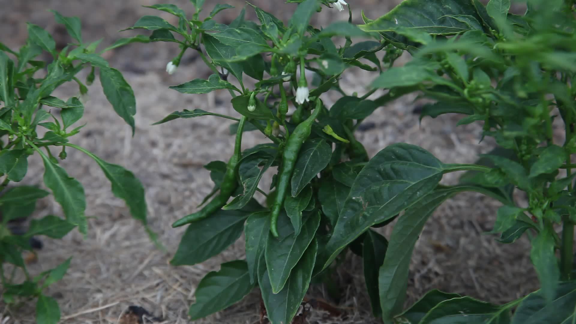 青椒植物视频的预览图