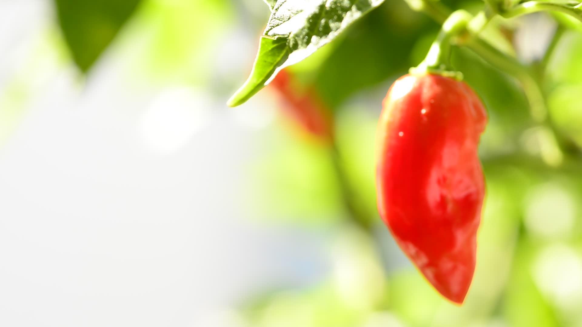 成熟的辣椒纸灯笼红视频的预览图