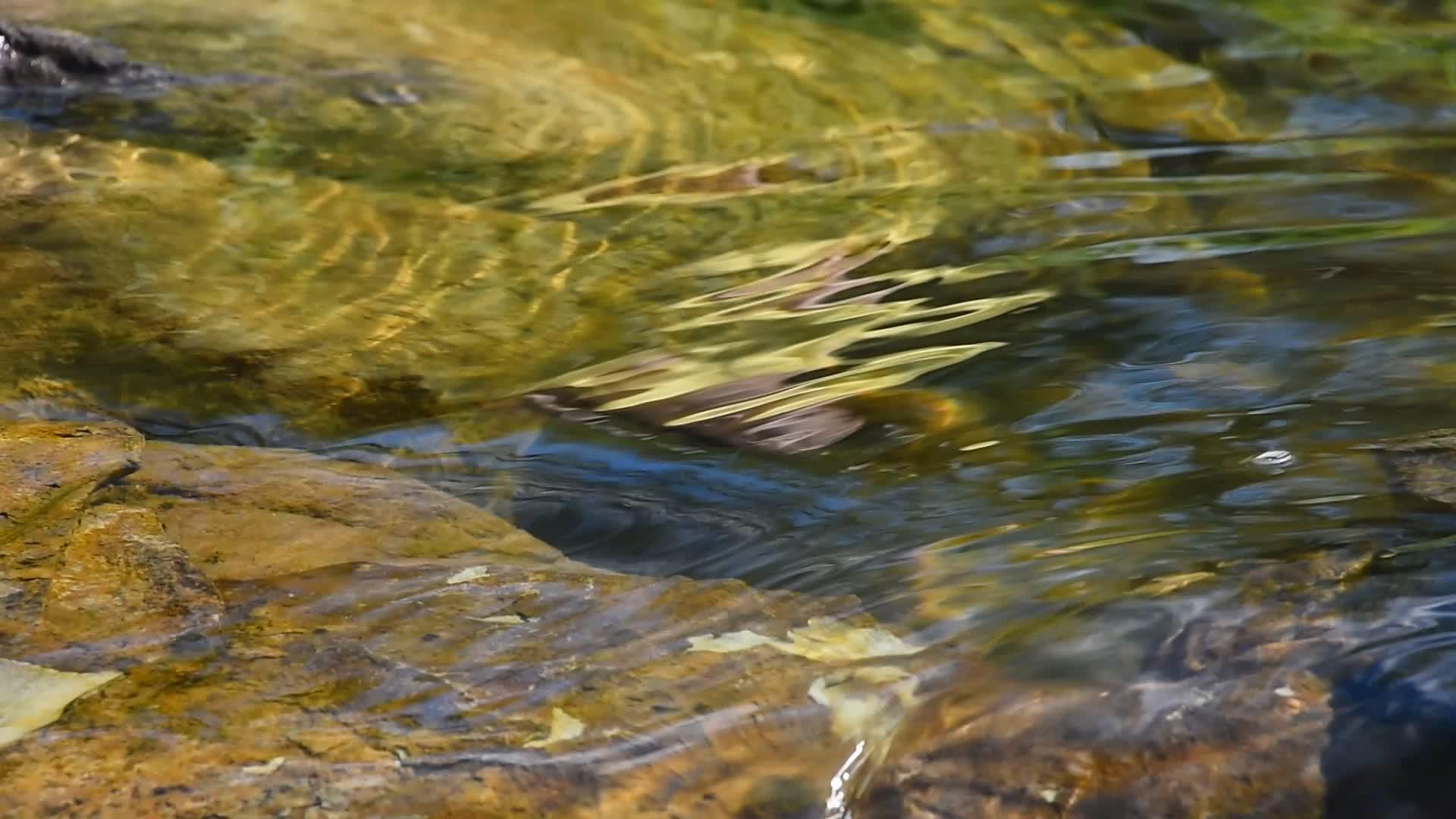 溪流的透明水有视频的预览图