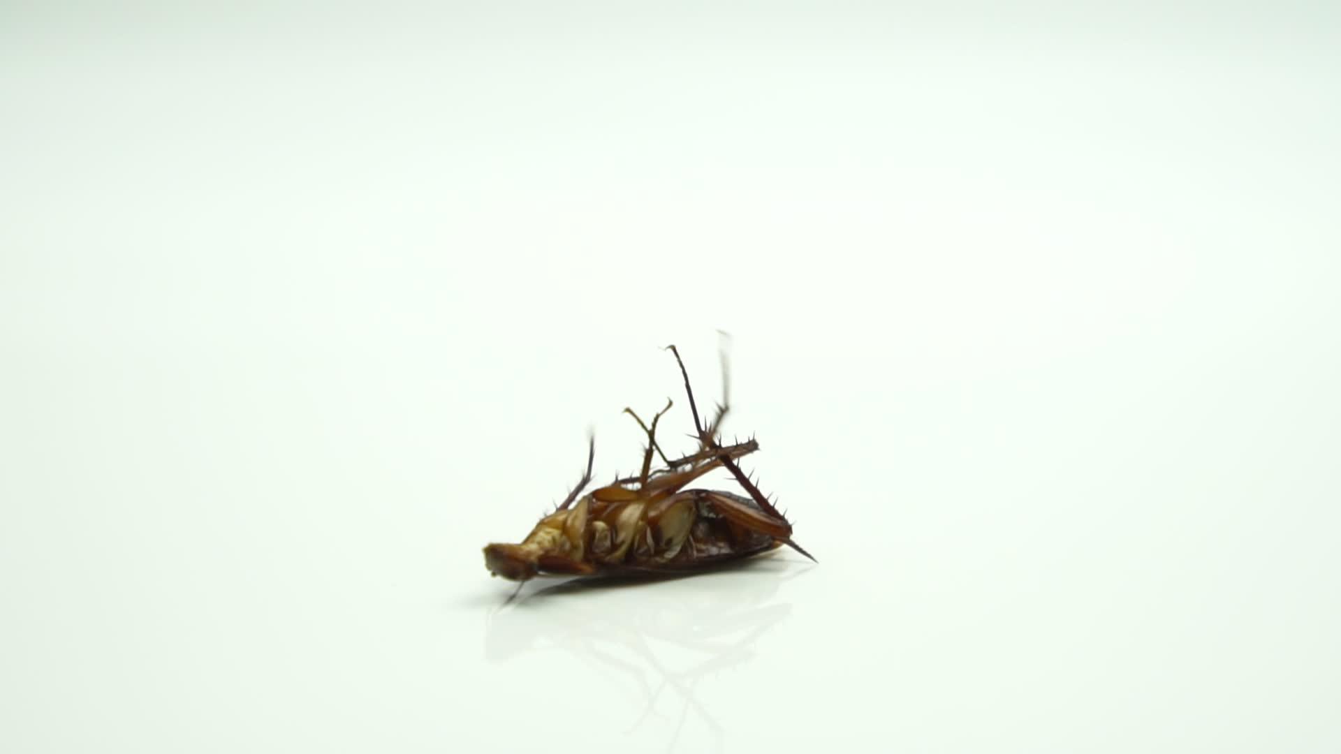 蟑螂blattellaasahinia然后喷洒杀虫剂视频的预览图