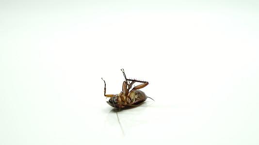 蟑螂blattellaasahinia喷洒杀虫剂躺下视频的预览图