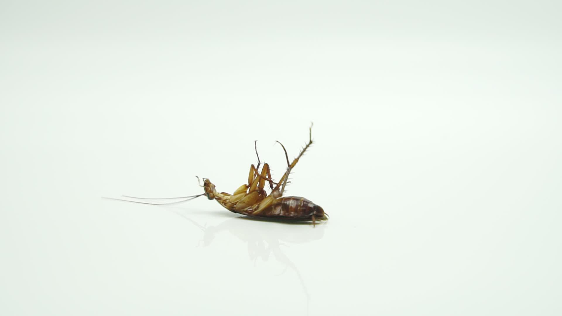 蟑螂blattellaasahinia喷洒杀虫剂躺下视频的预览图