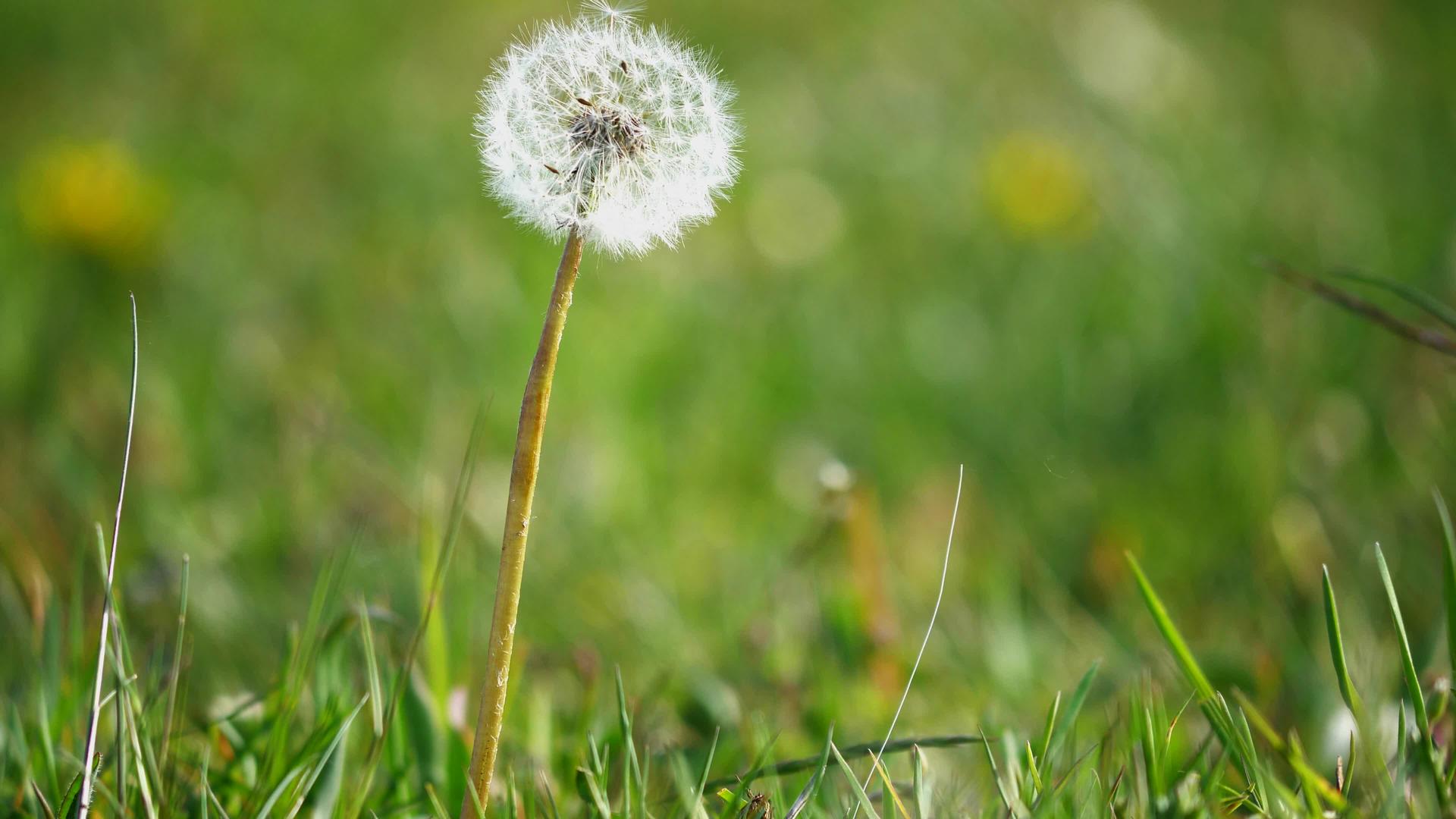 蒲公英球体和白头在草地上随风摇曳绿草自然盛开视频的预览图