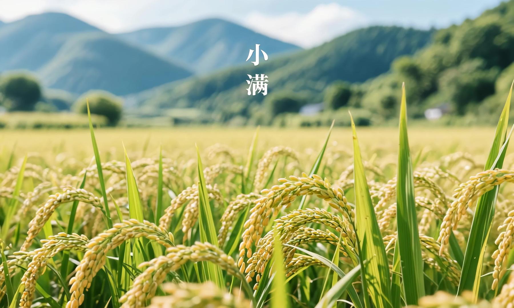 超高清小满节气视频素材4k视频的预览图