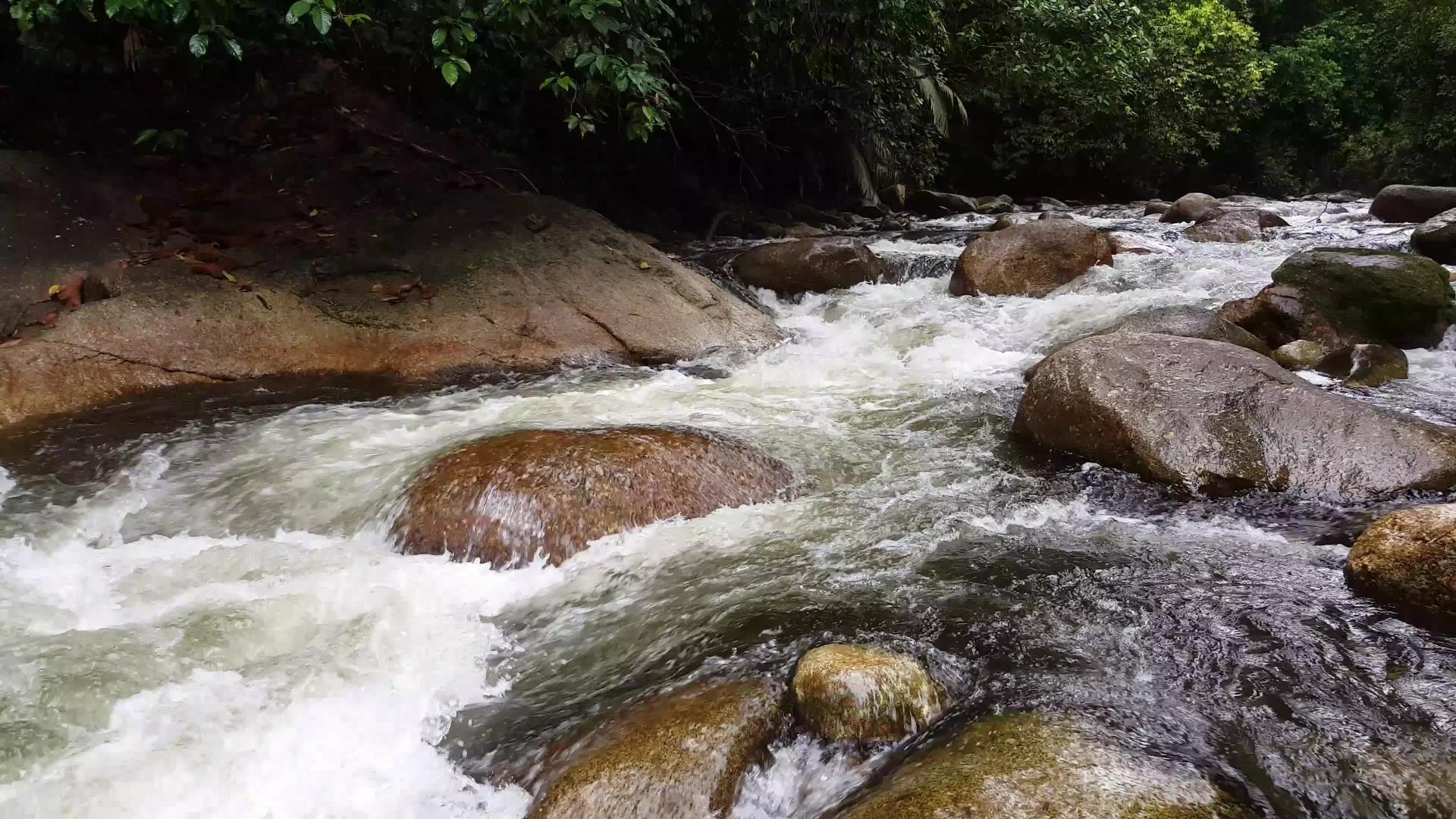 快速移动丛林中的水流视频的预览图