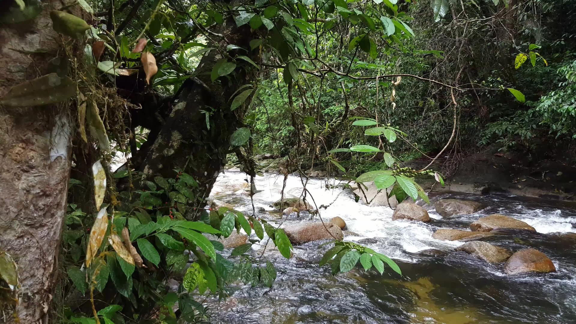 马来西亚雨林密集植物和树木视频的预览图