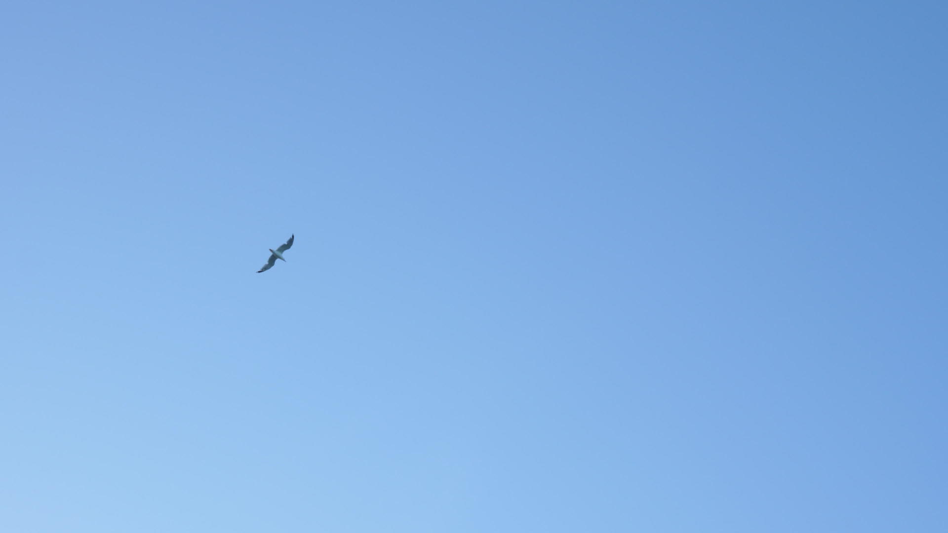海滩附近的海鸥在空中飞翔视频的预览图