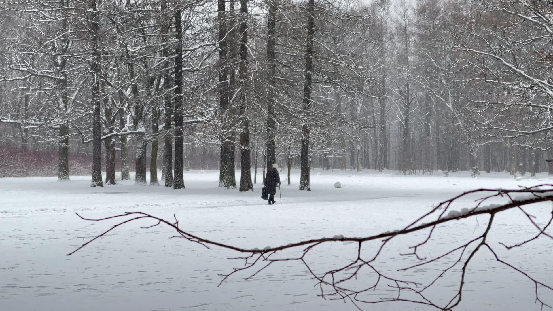 公园里下雪了老人拿着棍子路冬天人们从树干走到透视视频的预览图