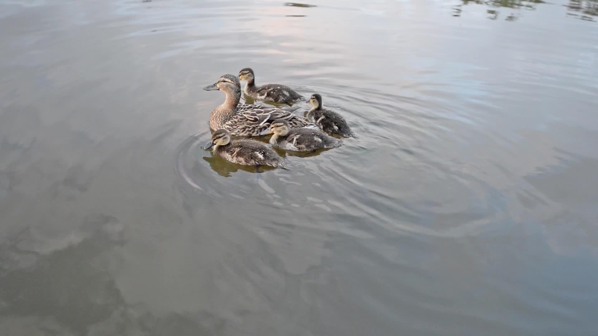 鸭子和鸭子游泳视频的预览图