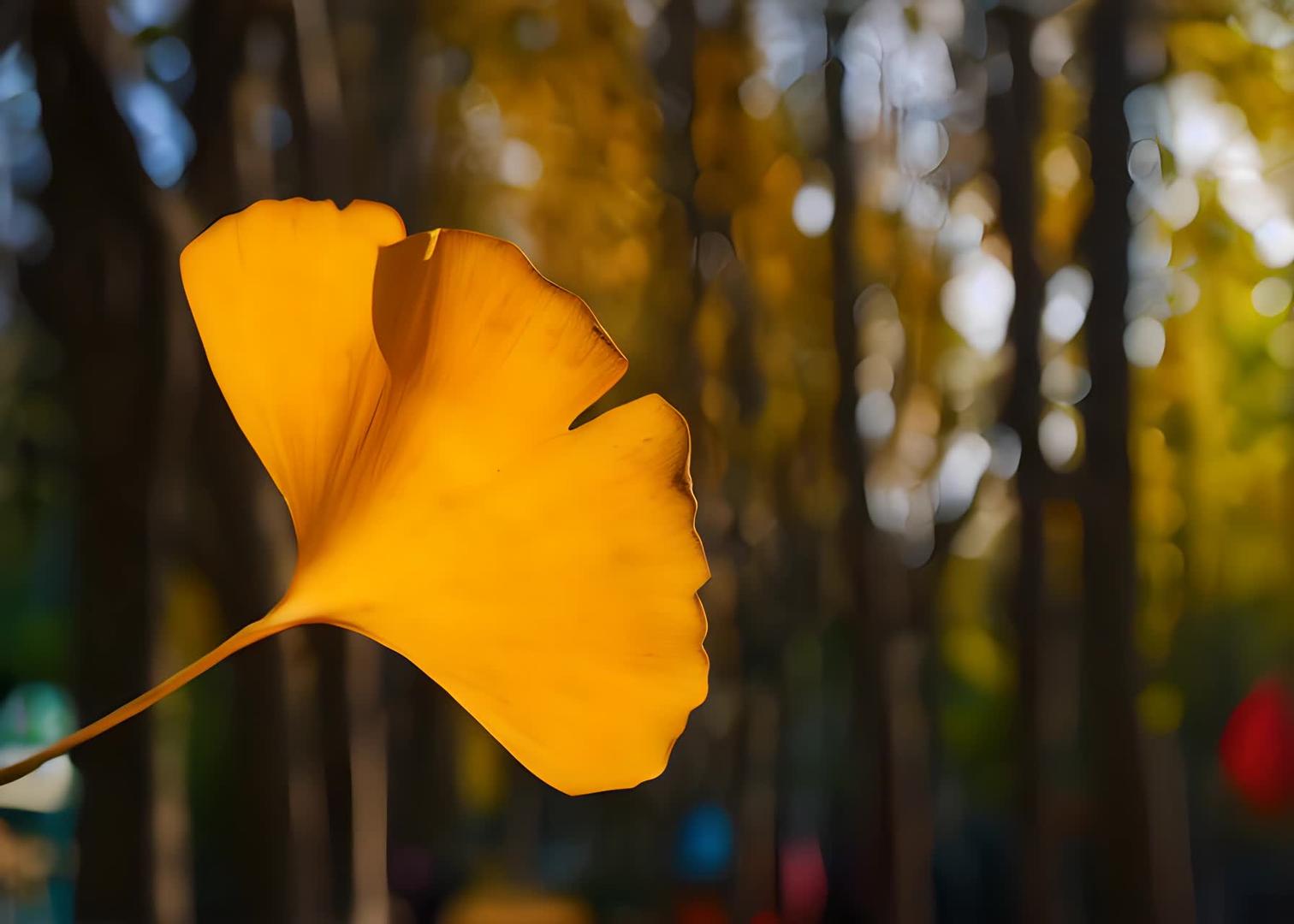秋季金黄银杏叶特写特写视频的预览图