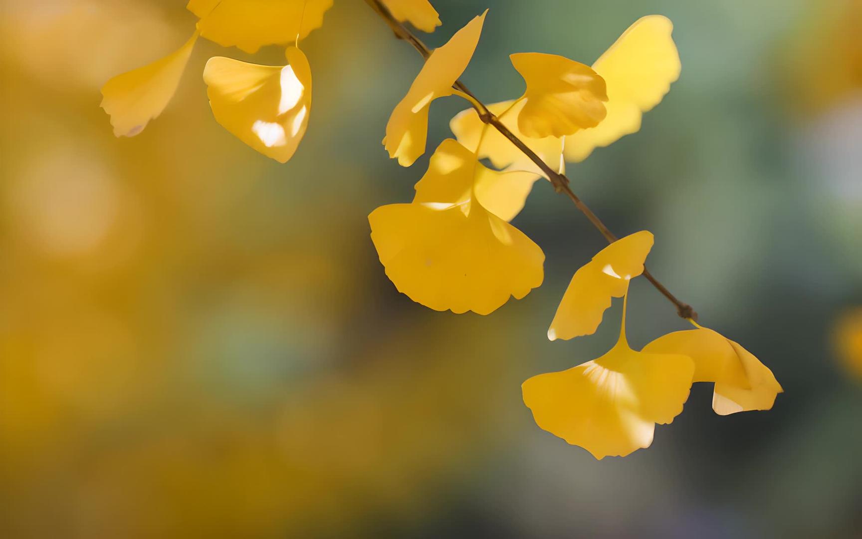 深秋的杏叶视频的预览图
