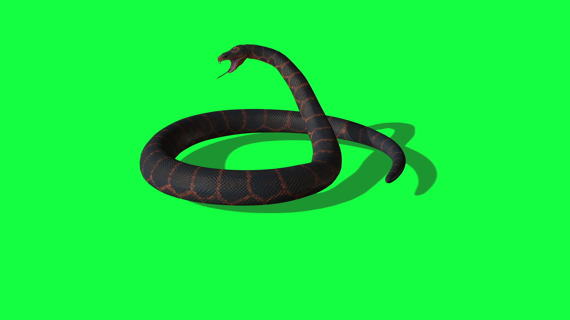 绿色屏幕背景的动画活性皮松蛇视频的预览图