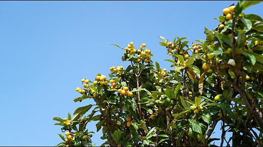 圆形的树枝和树叶充满了成熟的果实和蓝天视频的预览图