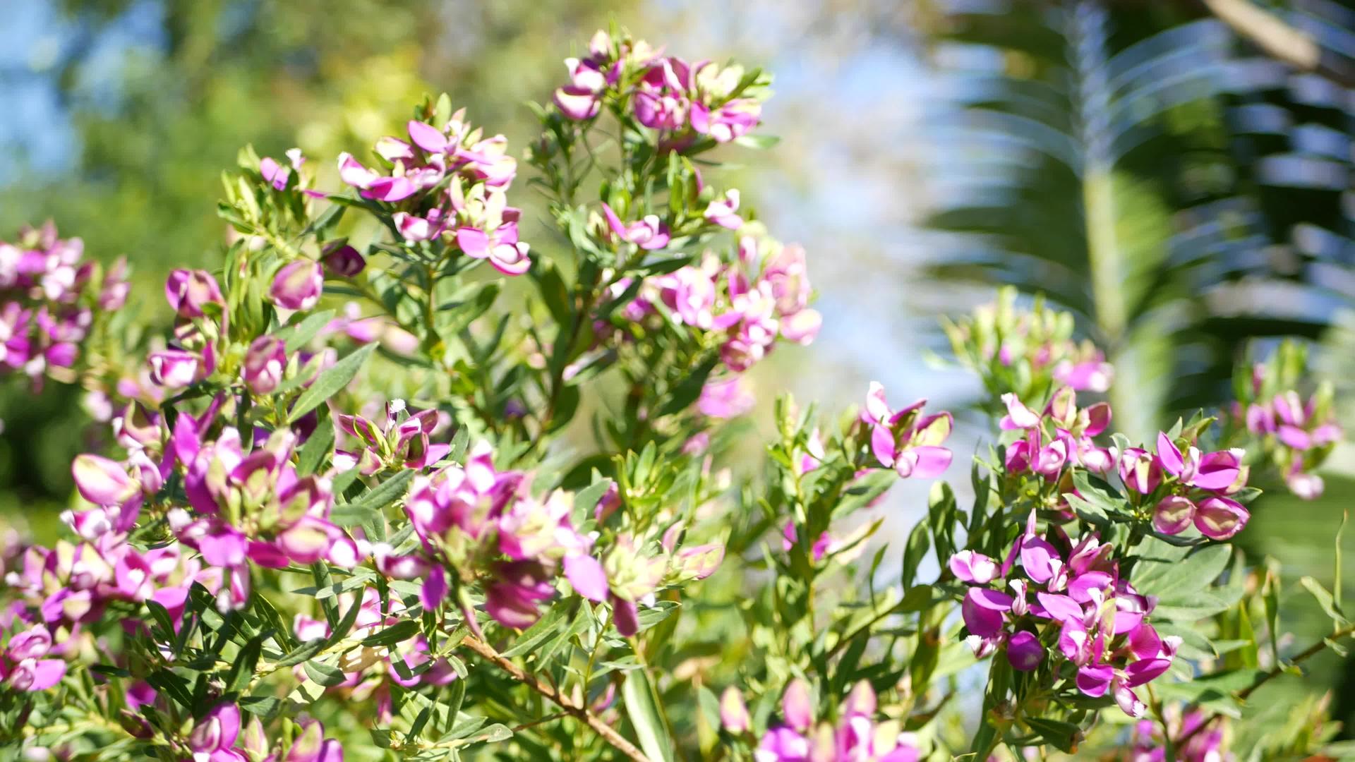 桃金娘叶紫色花美国加州加州远志桃金娘春天开花视频的预览图