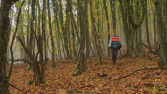 带着大背包和徒步旅行杆的徒步旅行者在秋天的森林里行走视频的预览图
