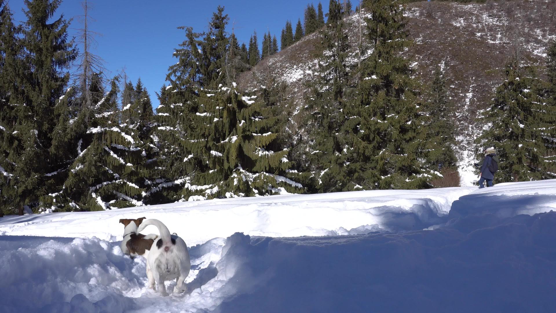 两只狗在森林积雪中玩耍视频的预览图