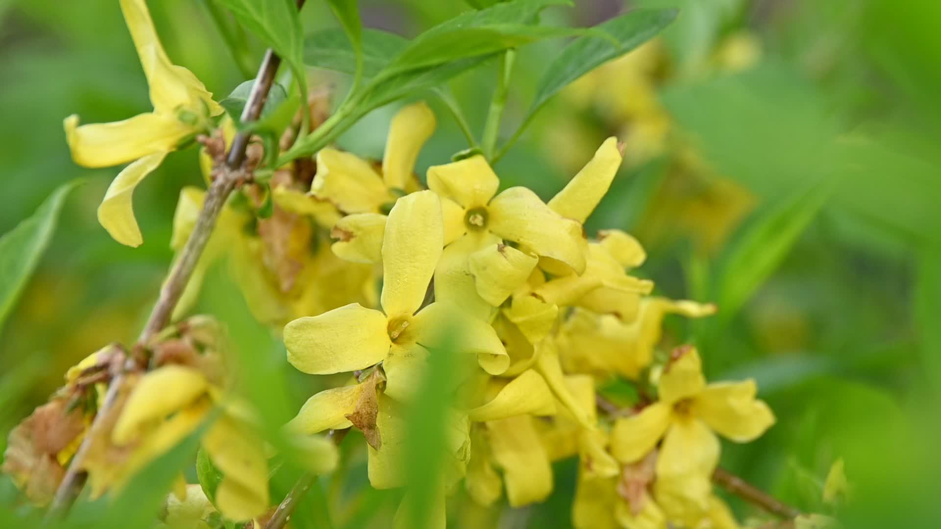 关闭福塞西亚东部的黄色树花视频的预览图