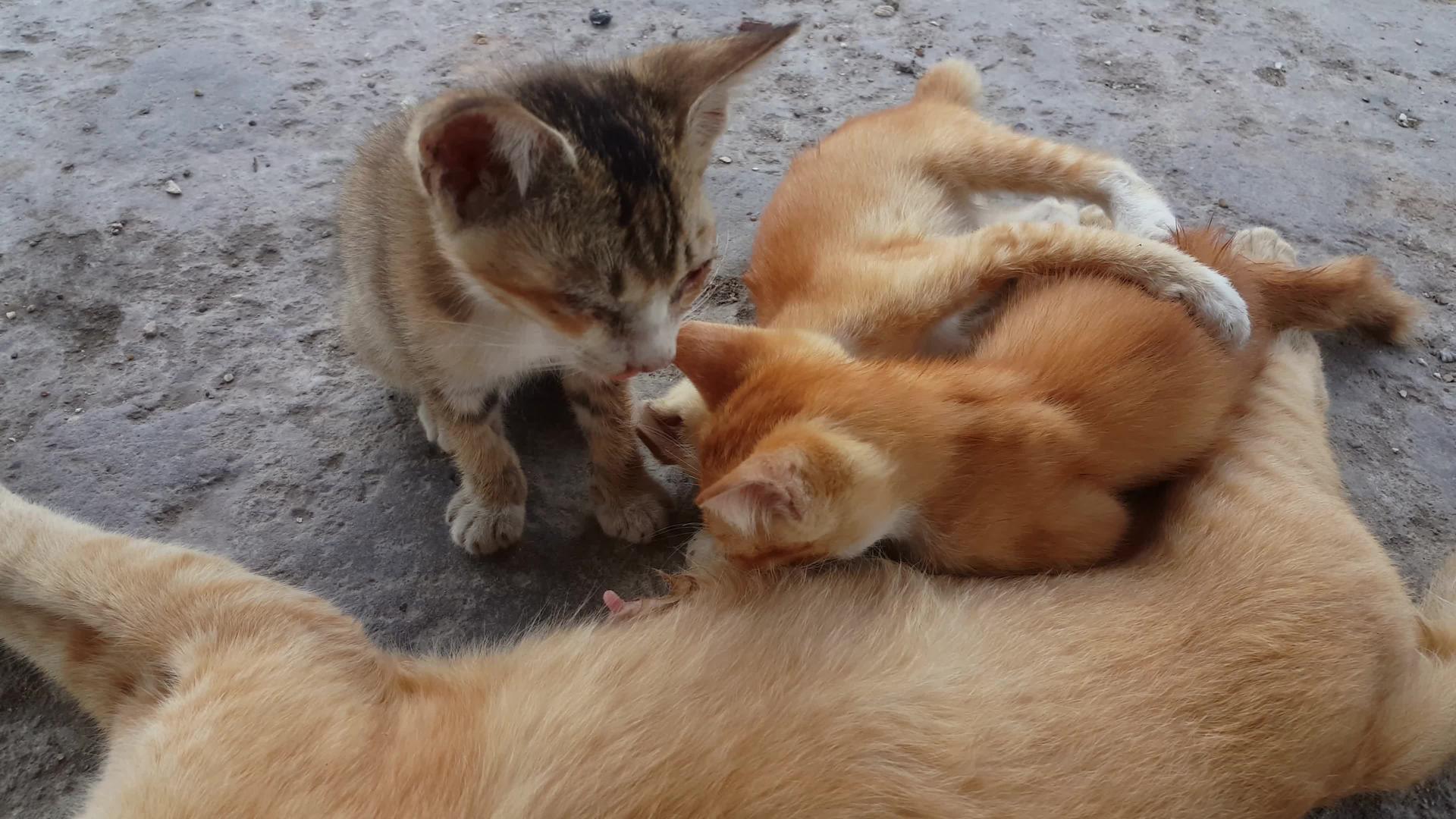 两只饥饿的小猫享受母乳喂养视频的预览图
