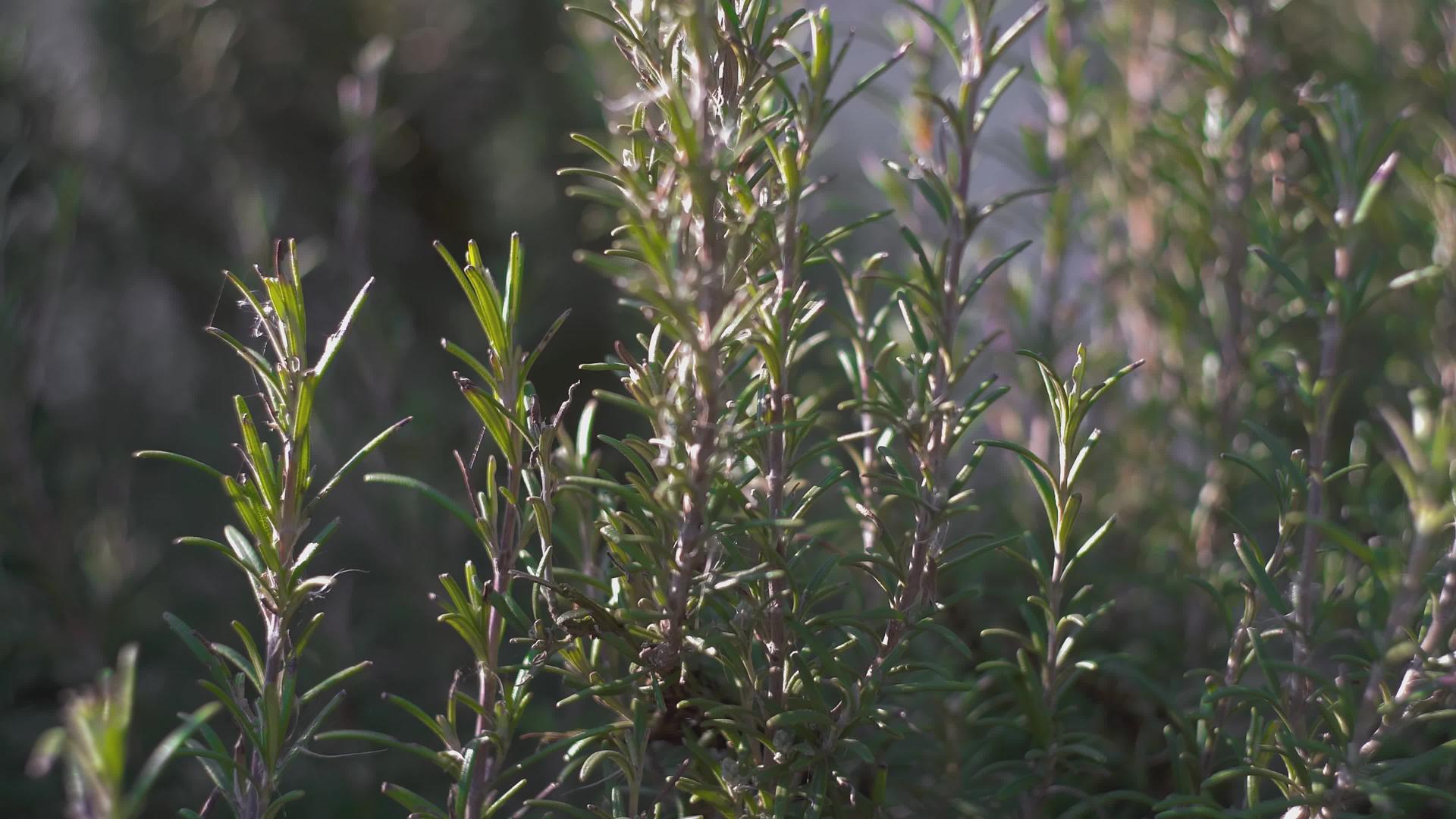 精致的迷迭香植物视频的预览图