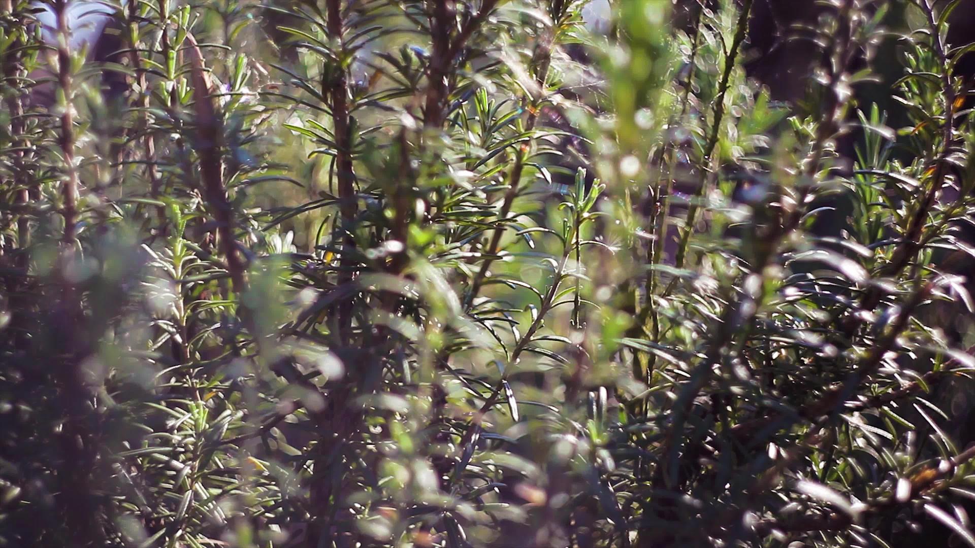 迷迭香植物详情3视频的预览图