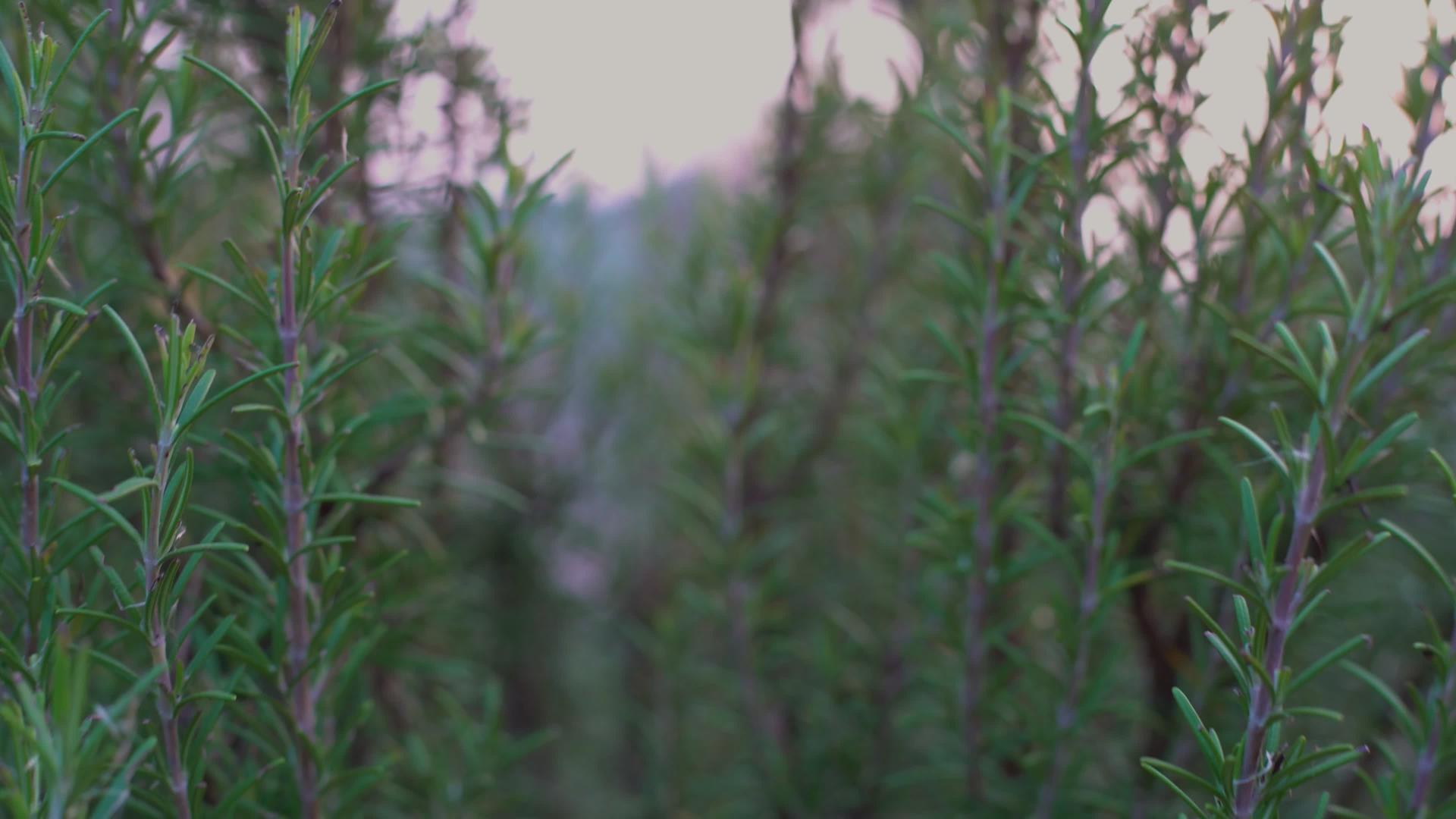 精致的迷迭香植物视频的预览图