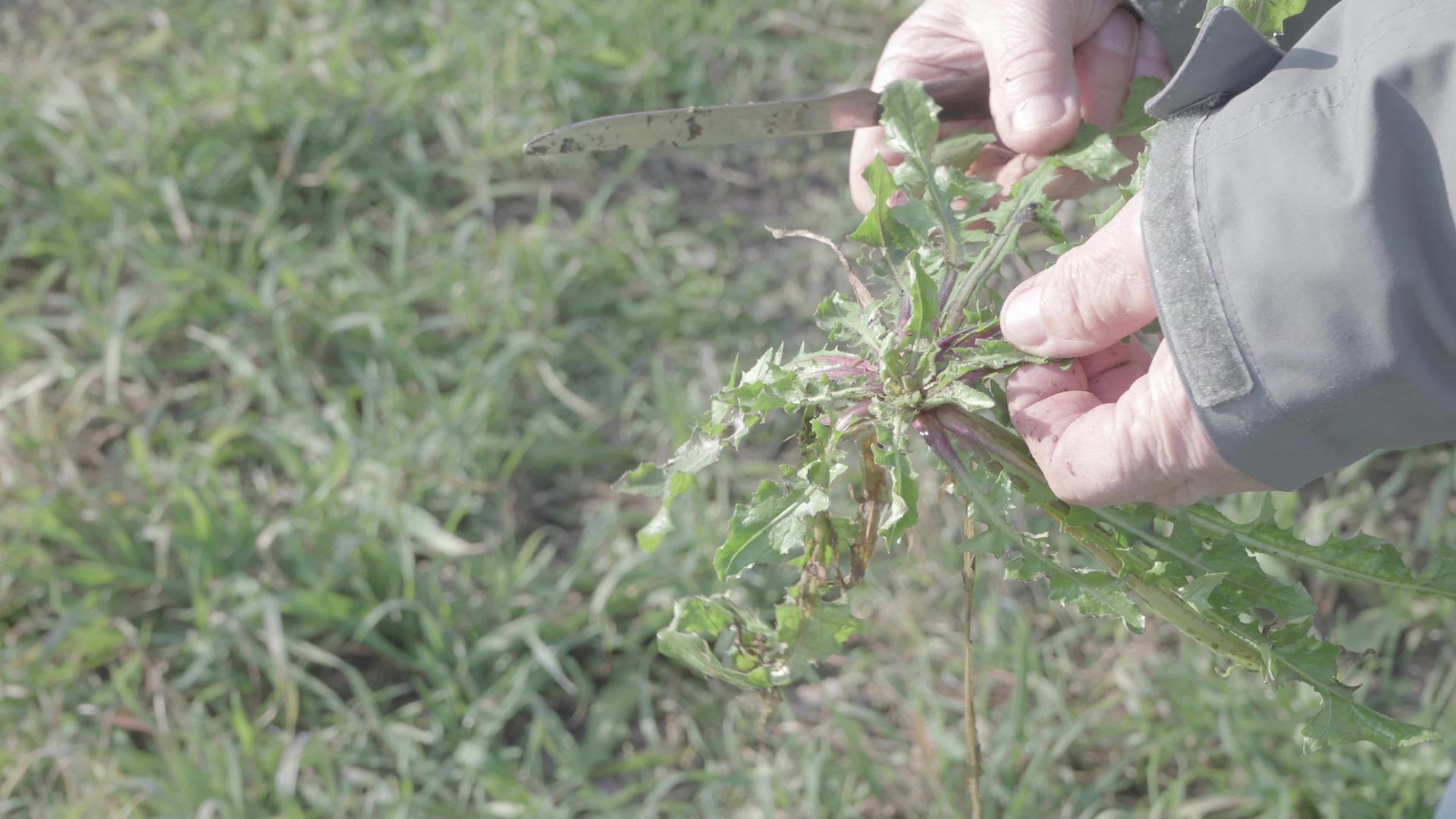 老农从地上收集野生草药的自然生活方式表明在吃之前视频的预览图