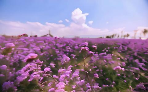 美丽的紫色花海图片视频的预览图