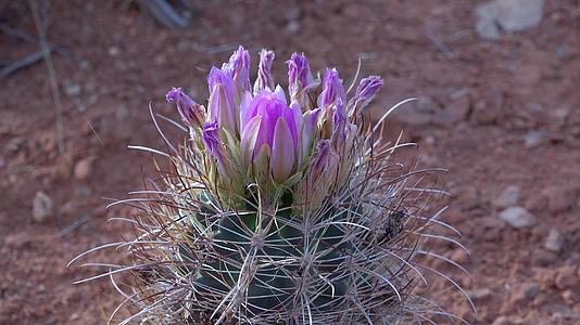 花仙人掌植物在南澳大利亚州峡谷国家公园sclerocactus视频的预览图