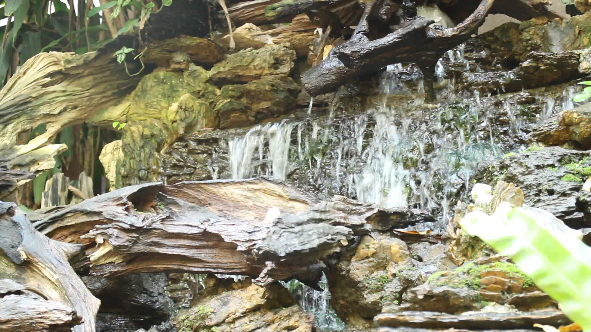 绿色的热带花园瀑布视频的预览图